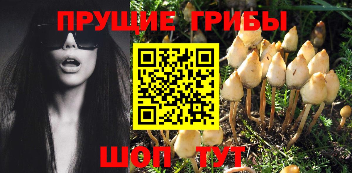 Псилоцибиновые грибы Cubensis Скопин