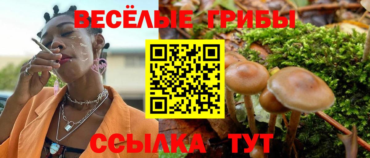 Псилоцибиновые грибы мицелий  Псилоцибиновые грибы Psilocybe  Скопин 